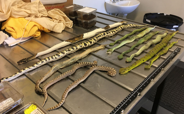 Australie: Pythons, tarentules et scorpions au courrier du jour