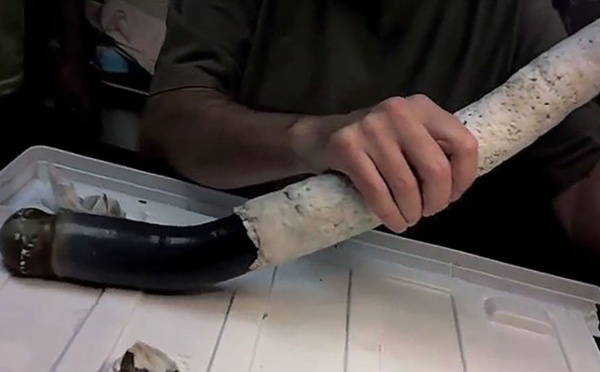 Un étrange mollusque marin mis au jour aux Philippines