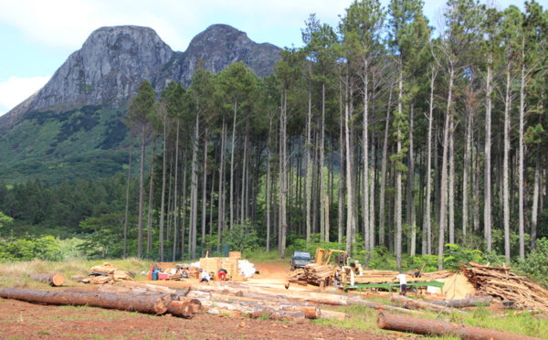Les promesses du Pin des Caraïbes pour la filière bois locale
