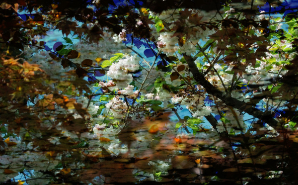 Festival Hoho'a Nui - Antoine Poupel : "La photographie, c'est écrire ou dessiner avec la lumière"
