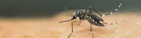 Un bébé de 6 mois meurt de la dengue en Nouvelle-Calédonie