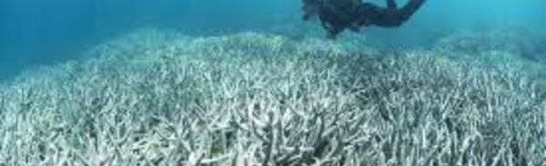 Grande barrière de corail: l'impact du blanchissement plus grave que prévu