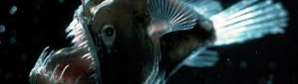 Australie: pêche fantastique dans les abysses
