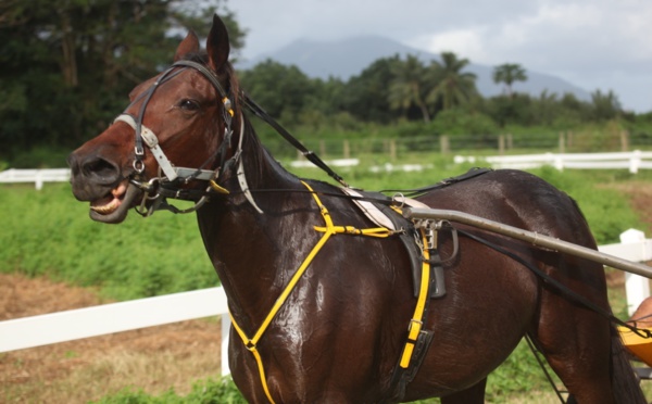 Equitation – Dimanche 4 juin : Le programme des courses