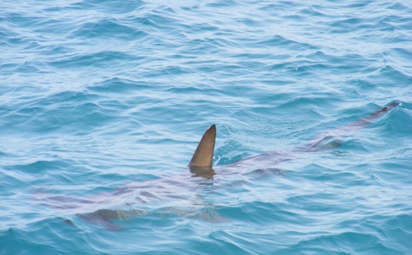 Hiva Oa : Un surfeur attaqué par un requin