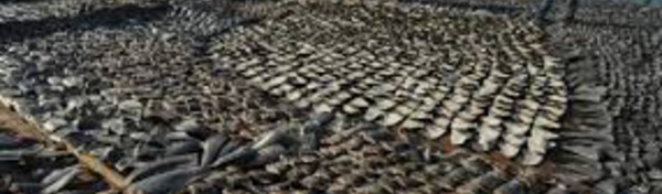 ONU: Washington dénonce la pêche illégale à la conférence sur les océans