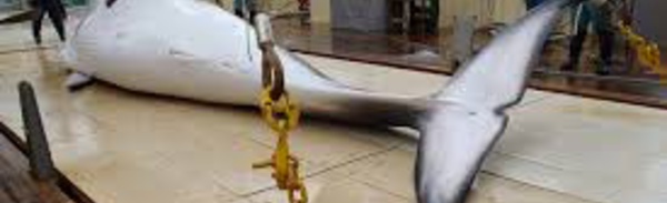 Le Japon lance une nouvelle campagne de chasse à la baleine