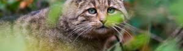 Australie: une immense clôture contre les chats