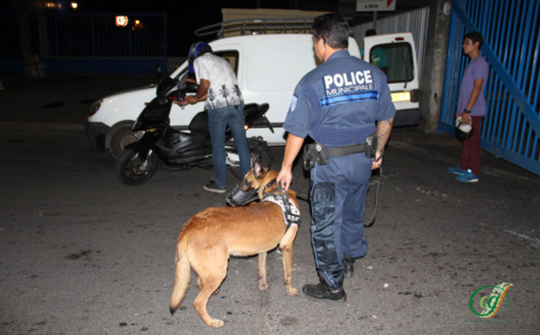 Au cœur de la brigade cynophile de la police municipale de Papeete