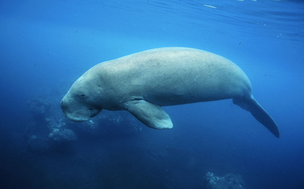 Nouvelle-Calédonie: les dugongs menacés de disparition par le braconnage