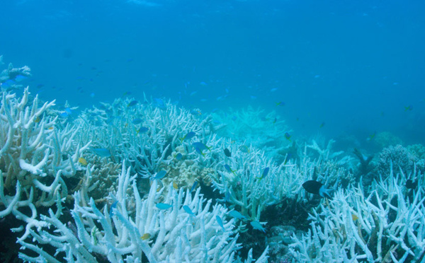 Signes de répit dans l'épisode de blanchissement des récifs coralliens