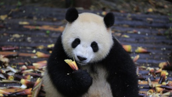 Deux pandas "ambassadeurs" de Chine arrivent à Berlin