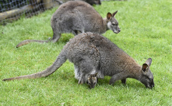 Pays-Bas: un wallaby errant fait bondir le coeur d'une ville