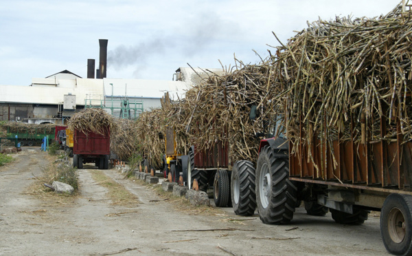 La Réunion: Le prix de la tonne de cannes  enflamme le monde agricole