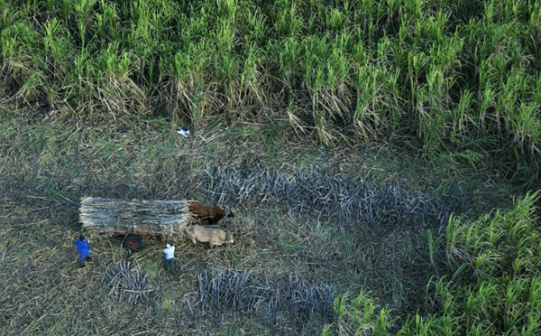 La Réunion: enlisement du conflit entre les planteurs de cannes à sucre et le groupe Tereos