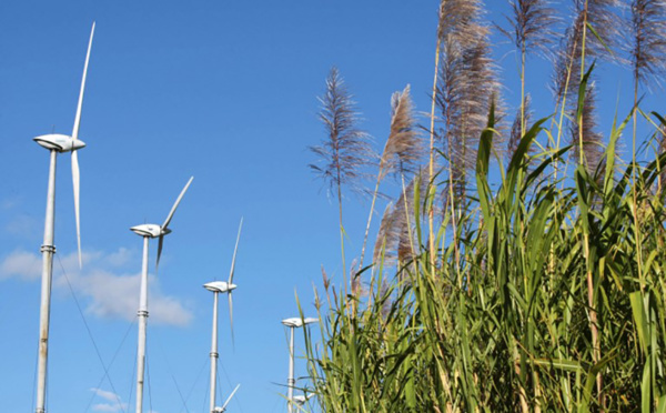La Réunion: fin du conflit autour du prix de la canne à sucre