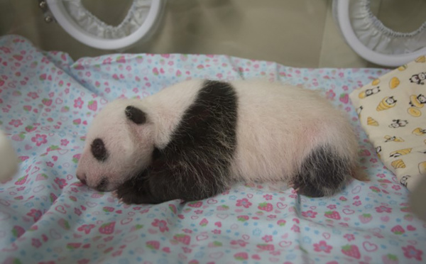 Le petit panda né au Japon passe le cap d'un mois en bonne santé