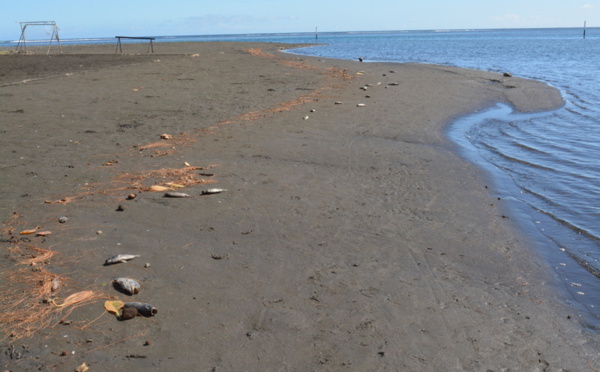 Mahina : les poissons meurent à la Pointe Vénus