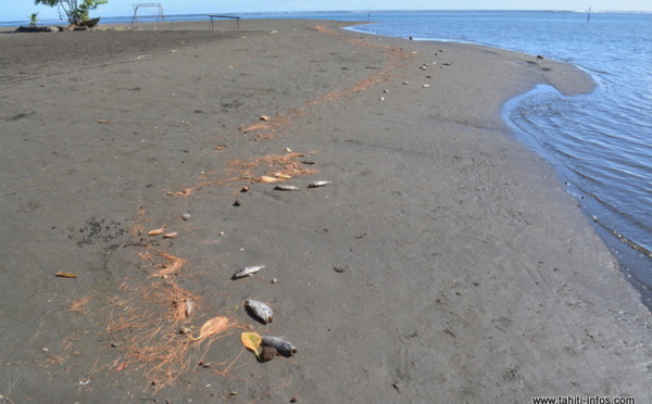 Poissons morts à Mahina : à qui la faute ?