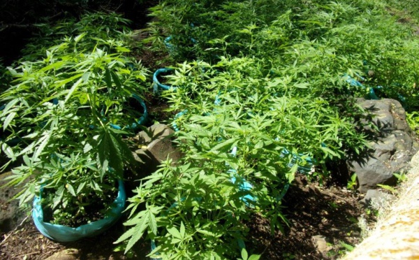 Découverte de plants de cannabis à Rurutu