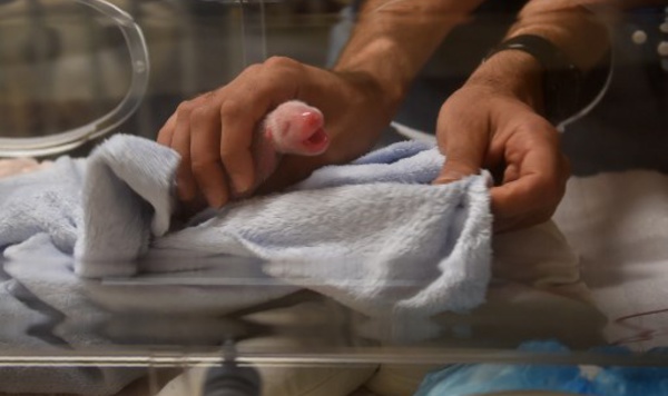 Brigitte Macron "très heureuse" d'être la marraine du bébé panda (zoo)