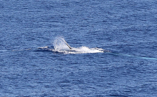 Australie: une baleine heurte un bateau et blesse des passagers