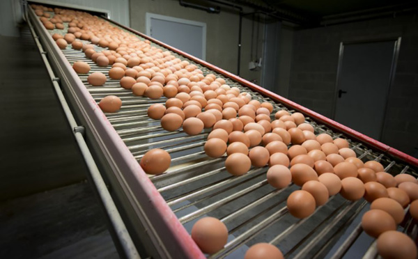Oeufs contaminés: des tests menés sur la viande de poulet, le scandale s'étend