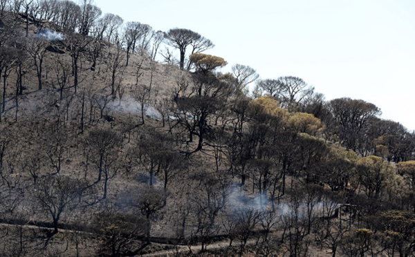 Saint-Tropez: après les incendies, des aides pour restaurer un paysage unique