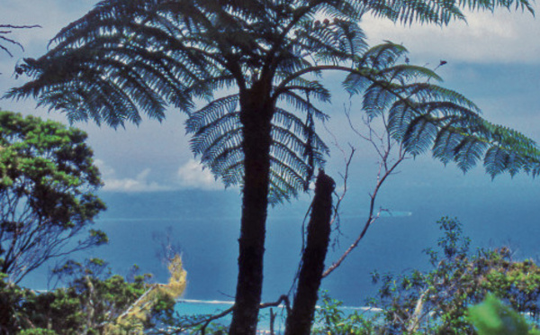 Carnet de voyage - Mont Marau : balade parmi la flore d’altitude