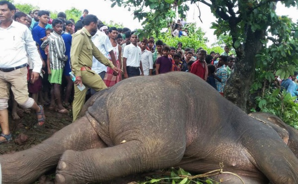 Inde: un éléphant tueur abattu par "l'un des meilleurs chasseurs" du pays