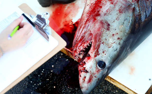 Galapagos: un équipage chinois détenu pour pêche illégale de requins