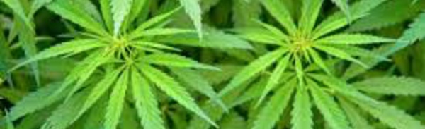 Le cannabis légal en Uruguay? Les banques ne veulent rien savoir