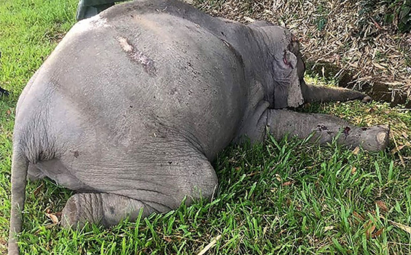 Malaisie: un éléphant tué par un car de touristes