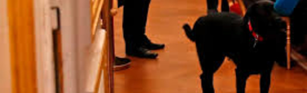 Macron installe Nemo, un labrador noir croisé de griffon, à l'Elysée