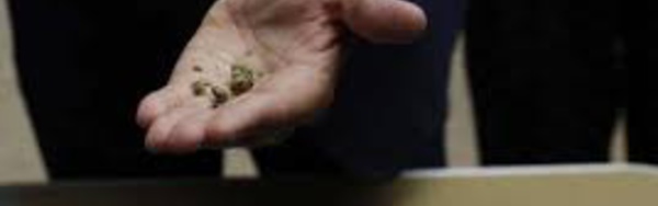 Nice : cinq bébés hospitalisés en 15 jours après avoir avalé du cannabis