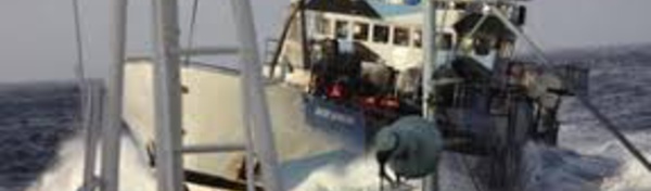 Sea Shepherd renonce à traquer les baleiniers japonais dans le Grand Sud