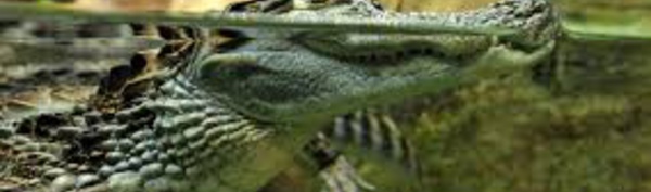 Harvey et ses inondations font surgir la crainte des alligators