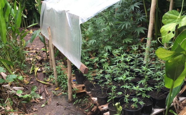 330 pieds de Pakalolo saisis à Raiatea