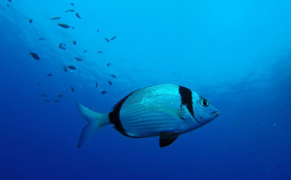 Mort d'un plongeur français dans une grotte en Espagne