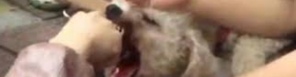 Chine: il coupait les cordes vocales des chiens "bruyants"