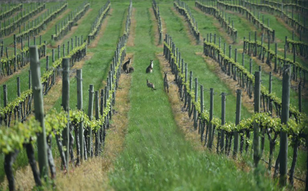 Le vin australien séduit de nouveau à l'étranger et attire les touristes