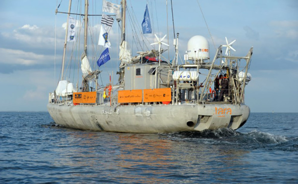 L'expédition Tara se penche sur l'impact du guano sur les coraux