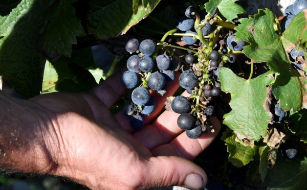 Vendanger dans le bordelais, un casse-tête après le gel du printemps