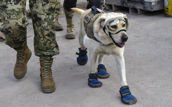 Frida, la chienne héroïque qui a conquis le Mexique après le séisme