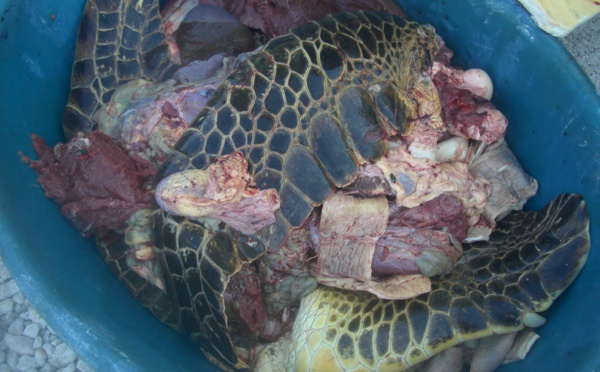 Maupiti : 436 kilos de viande de tortue découverts