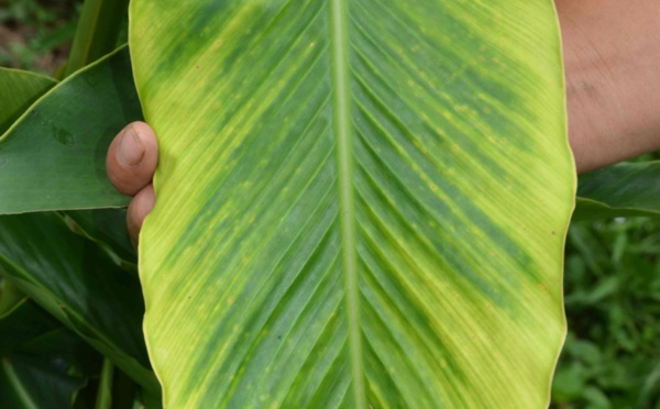 Le Banana Bunchy Top Virus est arrivé dans les îles