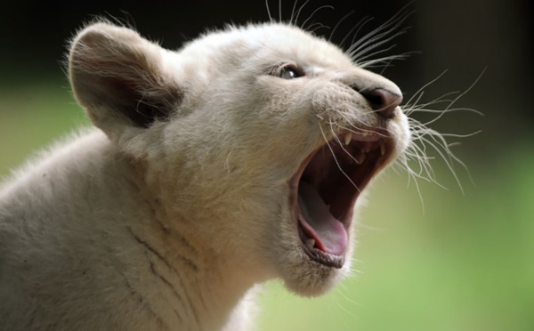 Un lionceau retrouvé dans un appartement en Seine-Saint-Denis