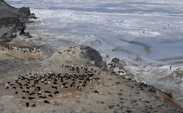 Des milliers de poussins de manchots Adélie meurent dans l'Antarctique