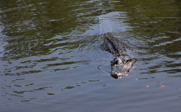 Australie: des restes humains retrouvés dans un crocodile