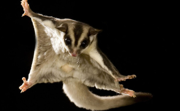 Australie: une perruche menacée par un marsupial volant